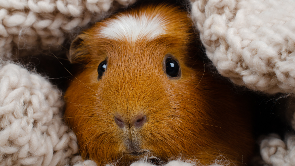 Picture of a guinea pig in a blanket