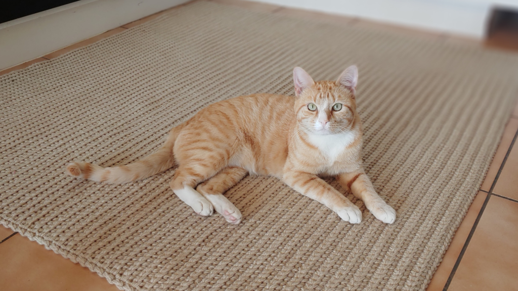 Thando the ginger laying on a crochet rug