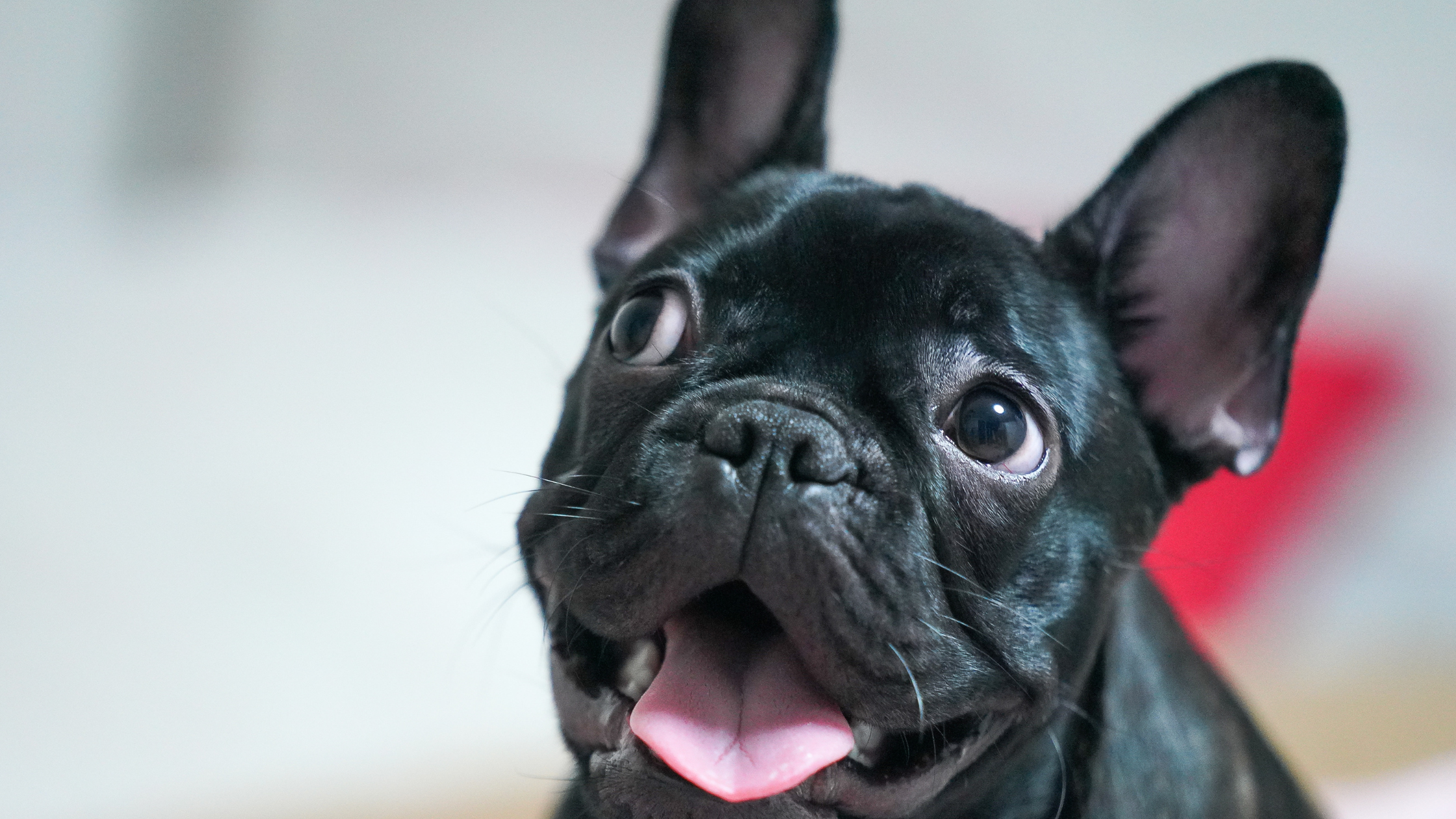The face of a black french bulldog