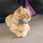 Noah in a bow tie