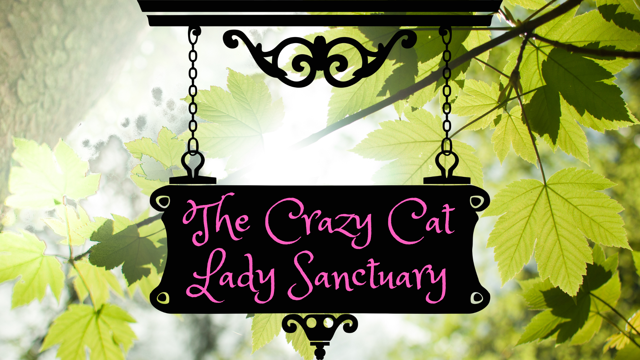 The crazy cat lady sanctuary